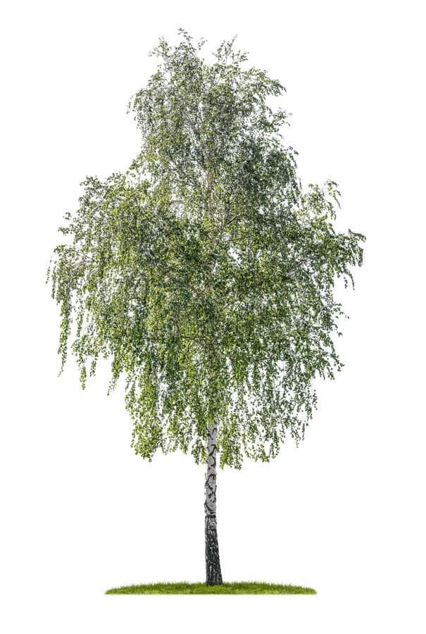 Birch