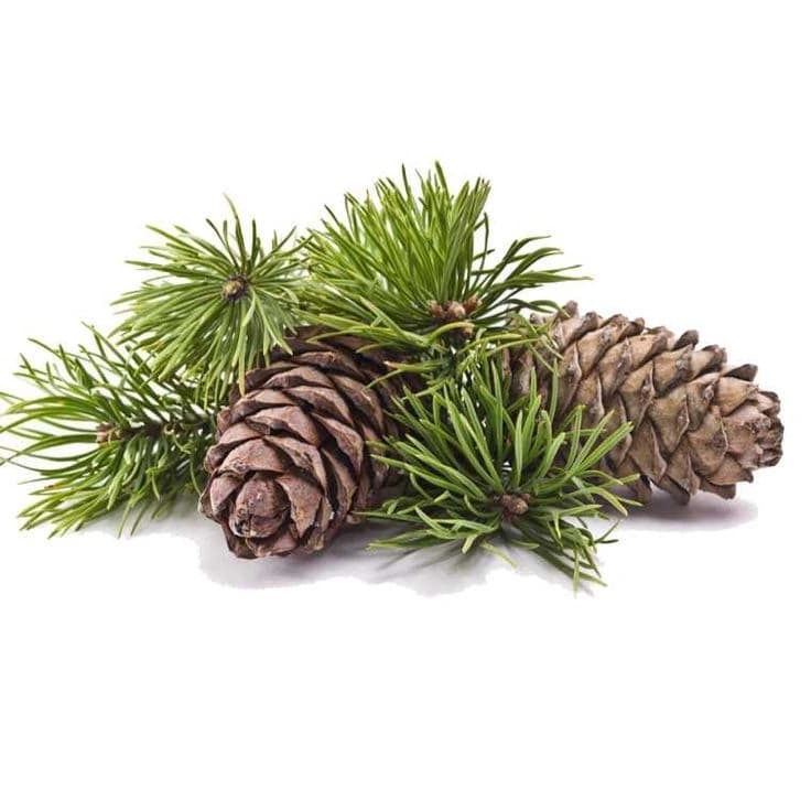 Cedar