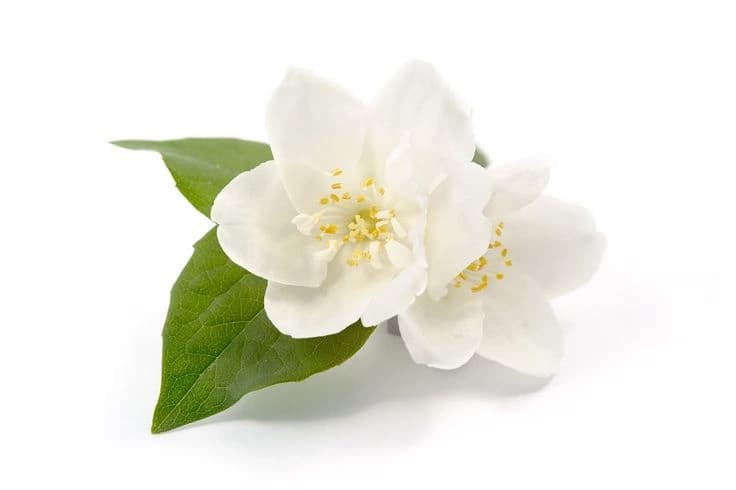 Jasmine
