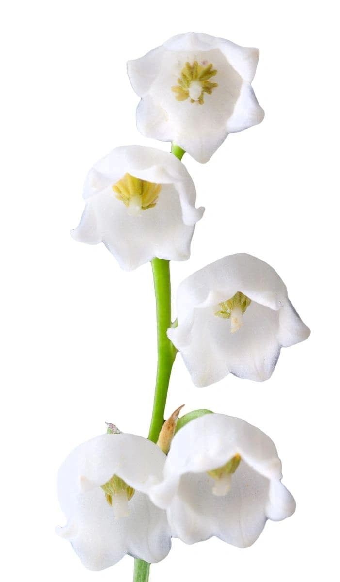 Lily-of-the-Valley