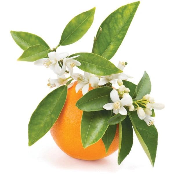 Orange Blossom