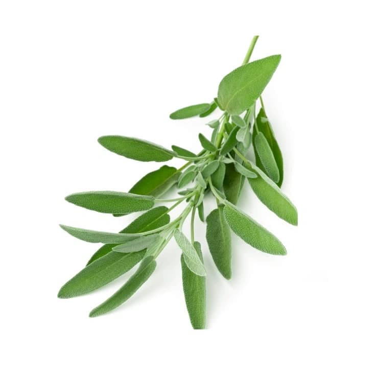 Sage