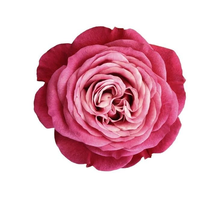 Turkish Rose