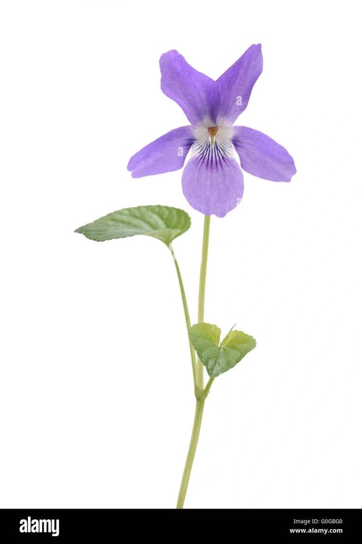 Violet
