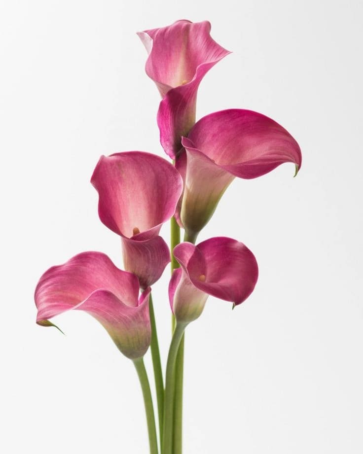 Floral Notes
